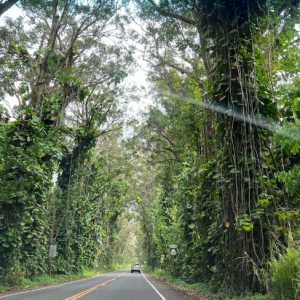 Tree Tunnel on Kaui