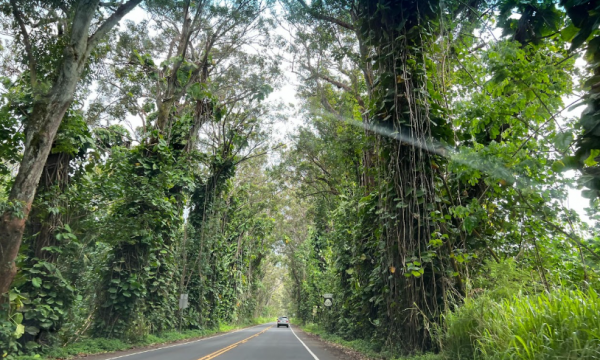 Tree Tunnel on Kaui